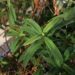 Cistus × purpureus List