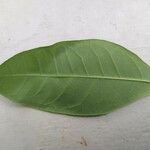 Pachira aquatica Leaf