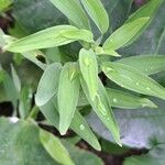 Alstroemeria ligtu Foglia