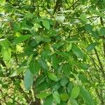 Salix atrocinerea ᱥᱟᱠᱟᱢ