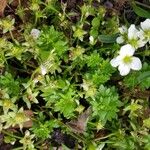 Saxifraga praetermissa Flower