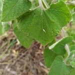 Salvia darcyi Hoja