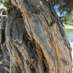 Leptospermum laevigatum Bark