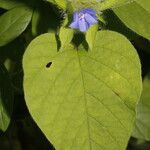 Jacquemontia tamnifolia Flor