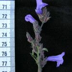 Strobilanthes tomentosa Outro