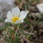 Ranunculus kuepferi Flower