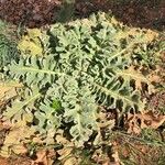 Verbascum undulatum Leaf