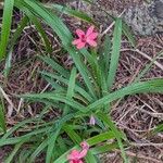 Freesia laxa Blüte