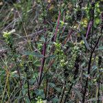 Pedicularis lanceolata Habit