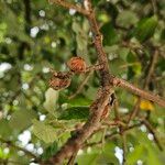 Quercus suber Bark