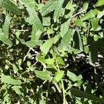 Pavonia hastata Leaf