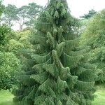 Picea breweriana Folha