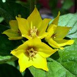Lysimachia punctata Floare
