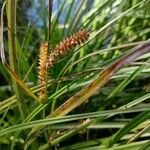 Carex vesicariaപുഷ്പം