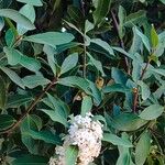 Acokanthera oblongifolia Φύλλο