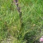 Pedicularis rostratospicata 花