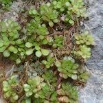 Sedum fragrans Habitus