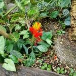 Aphelandra aurantiaca Çiçek