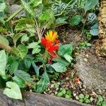 Aphelandra aurantiaca Flor