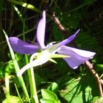 Viola cornuta Flower