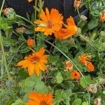 Calendula stellata Bloem