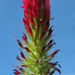 Trifolium incarnatum Floare