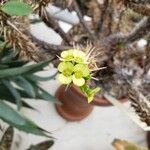 Euphorbia duranii