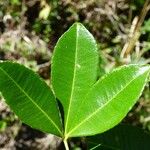 Zanthoxylum asiaticum पत्ता