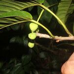 Ficus citrifolia Фрукт