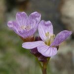 Cardamine crassifolia Flower
