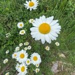 Leucanthemum ircutianum花