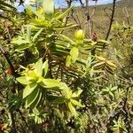 Hypericum revolutum Leaf