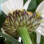Leucanthemum adustum Blüte