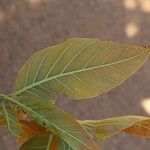 Combretum adenogonium Leaf