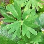 Alchemilla pentaphyllea Φύλλο