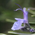Salvia rosmarinus Blomma
