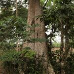 Baphia pubescens Συνήθη χαρακτηριστικά