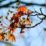 Acer rubrum 葉