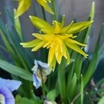 Narcissus minor Flower