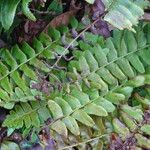 Polystichum acrostichoides ഇല