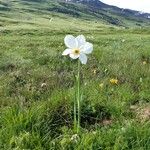 Narcissus × medioluteus Blomma