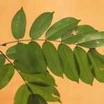 Afzelia pachyloba Hoja