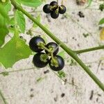 Solanum americanum Frukt