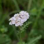 Achillea roseo-alba Flower