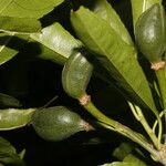 Erblichia odorata Fruit