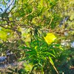 Cascabela thevetia Flower