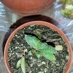 Gasteria pillansii Yaprak