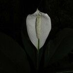 Spathiphyllum wendlandii Flor