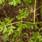 Peucedanum oreoselinum Leaf