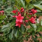 Jatropha integerrima Květ